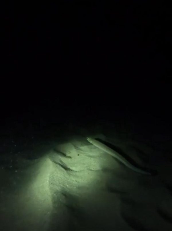 Inmersión nocturna en Cala Llobeta - Imagen 6