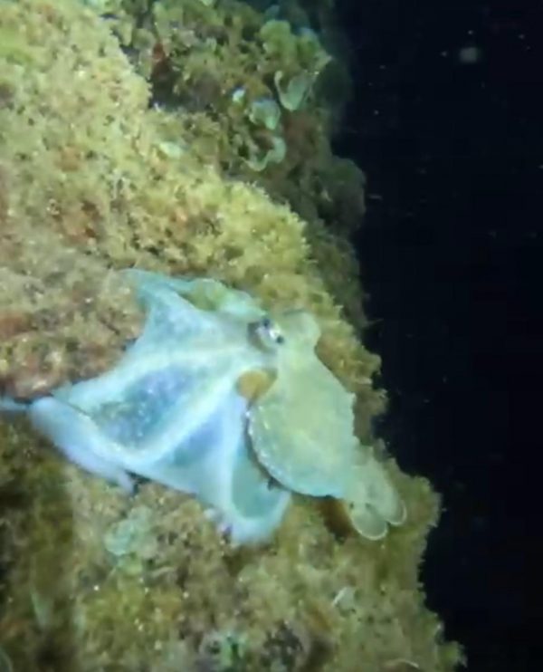 Inmersión nocturna en Cala Llobeta - Imagen 7