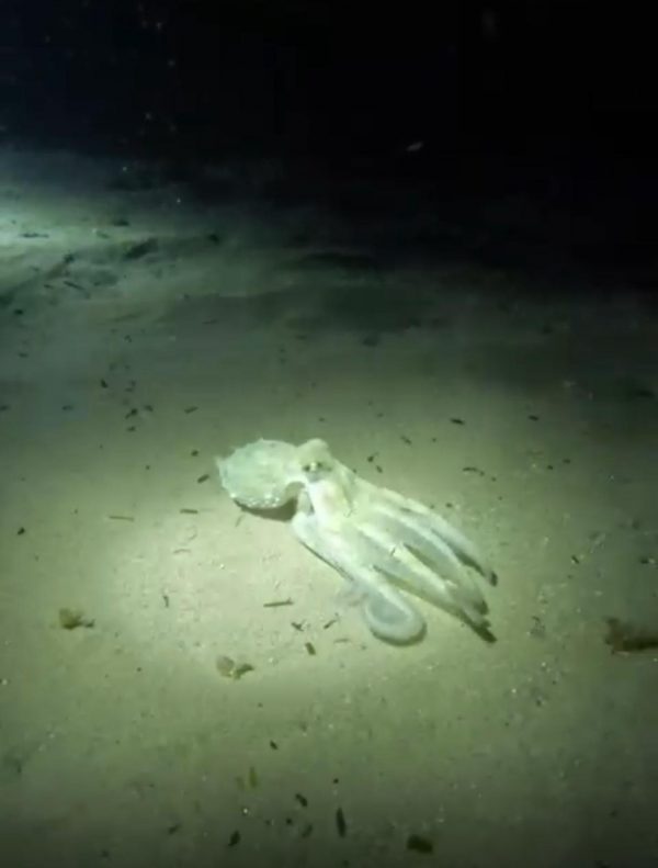 Inmersión nocturna en Cala Llobeta - Imagen 9