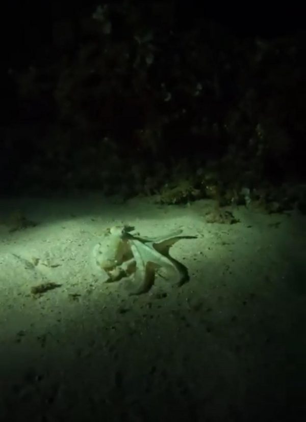 Inmersión nocturna en Cala Llobeta - Imagen 5
