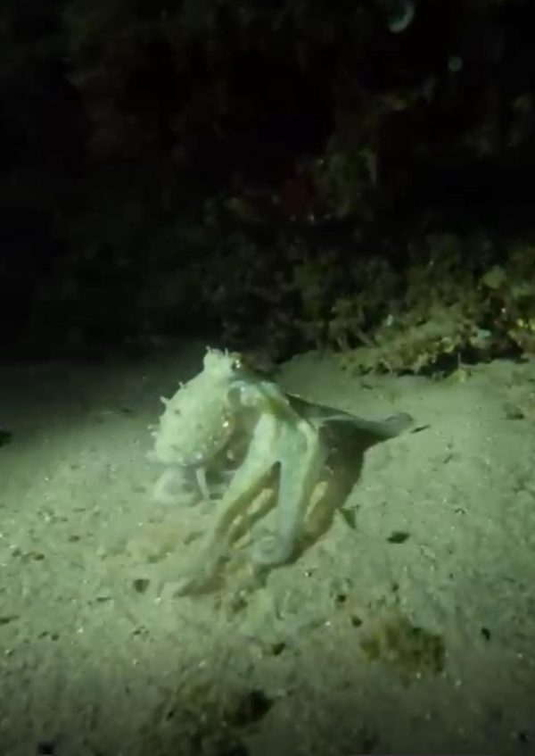 Inmersión nocturna en Cala Llobeta - Imagen 8