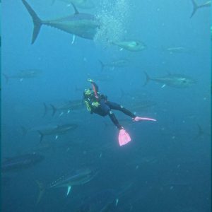 Buceo con atunes gigantes